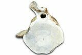 Fossil Whale Caudal Vertebra - Yorktown Formation #362072-2